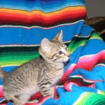 Savannah, Brown Spotted, Male, DOB 10-15-15