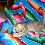 Reiki, Savannah, Brown Spotted, Male, DOB 10-15-15