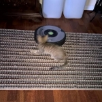 Reiki, Savannah, Brown Spotted, Male, DOB 10-15-15