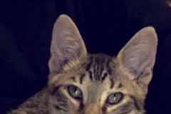 Nigel Savannah F-6A Brown Spotted Male DOB 10-20-14