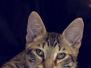 Nigel Savannah F-6A Brown Spotted Male DOB 10-20-14