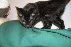 Sydney Savannah F-6A dark smoke female DOB 10-20-14