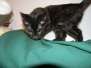 Sydney Savannah F-6A dark smoke female DOB 10-20-14
