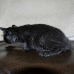 Savannah F-6A dark smoke female kitten for sale