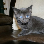 Savannah F-6A dark smoke female kitten for sale