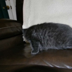 Savannah F-6A dark smoke female kitten for sale