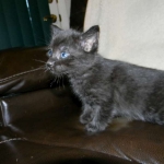 Savannah F-6A dark smoke female kitten for sale