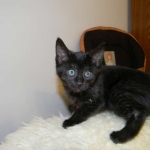 Savannah F-6A dark smoke female kitten for sale