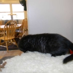 Savannah F-6A dark smoke female kitten for sale