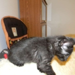 Savannah F-6A dark smoke female kitten for sale