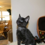 Savannah F-6A dark smoke female kitten for sale
