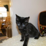 Savannah F-6A dark smoke female kitten for sale