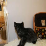 Savannah F-6A dark smoke female kitten for sale