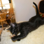 Savannah F-6A dark smoke female kitten for sale