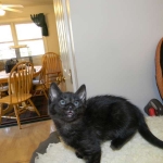 Savannah F-6A dark smoke female kitten for sale
