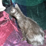 Savannah F-6A dark smoke female kitten for sale