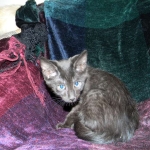 Savannah F-6A dark smoke female kitten for sale