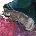 Savannah F-6A dark smoke female kitten for sale