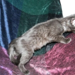 Savannah F-6A dark smoke female kitten for sale
