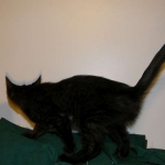 Savannah F-6A dark smoke female kitten for sale