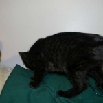 Savannah F-6A dark smoke female kitten for sale