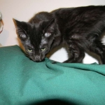 Savannah F-6A dark smoke female kitten for sale