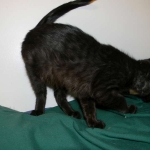 Savannah F-6A dark smoke female kitten for sale
