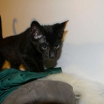 Savannah F-6A dark smoke female kitten for sale