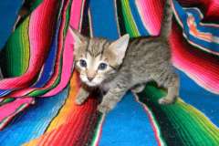 Olivia Savannah F-6A Female #1 Brown Spotted DOB 3-27-15