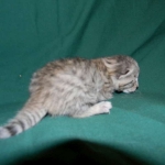 Savannah, F-6A silver female, dob 3-27-15