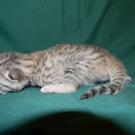 Savannah, F-6A silver female, dob 3-27-15