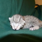 Savannah, F-6A silver female, dob 3-27-15