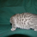 Savannah, F-6A silver female, dob 3-27-15