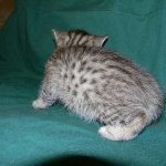 Savannah, F-6A silver female, dob 3-27-15