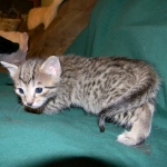 Savannah, F-6A silver female, dob 3-27-15