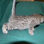 Savannah, F-6A silver female, dob 3-27-15