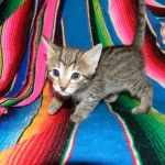 Savannah, F-6A BST female, dob 3-27-15