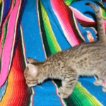 Savannah, F-6A BST female, dob 3-27-15