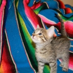 Savannah, F-6A BST female, dob 3-27-15