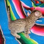 Savannah, F-6A BST female, dob 3-27-15