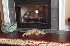 Piper Savannah F-6A Female #2 Silver w-tarnish DOB 3-27-15