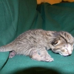 Savannah, Silver Female F-6A DOB 3-27-15