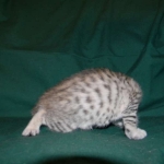 Savannah, Silver Female F-6A DOB 3-27-15