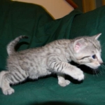 Piper, Savannah, Silver Female F-6A DOB 3-27-15