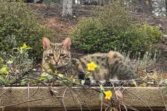 Addison Savannah F-6A Female Med. face DOB 10-2-14