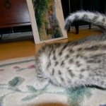 Addison, F-6A female, BST DOB 10-2-17