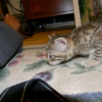 Addison, F-6A female, BST DOB 10-2-17