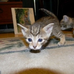 Addison, F-6A female, BST DOB 10-2-17