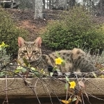 Addison, F-6A female, BST DOB 10-2-17