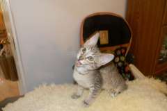 Sydney Savannah F-6A female  Brown spotted DOB 10-2-14